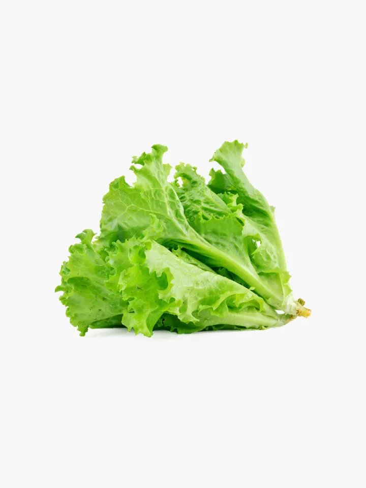 کاهو سبز تازه
